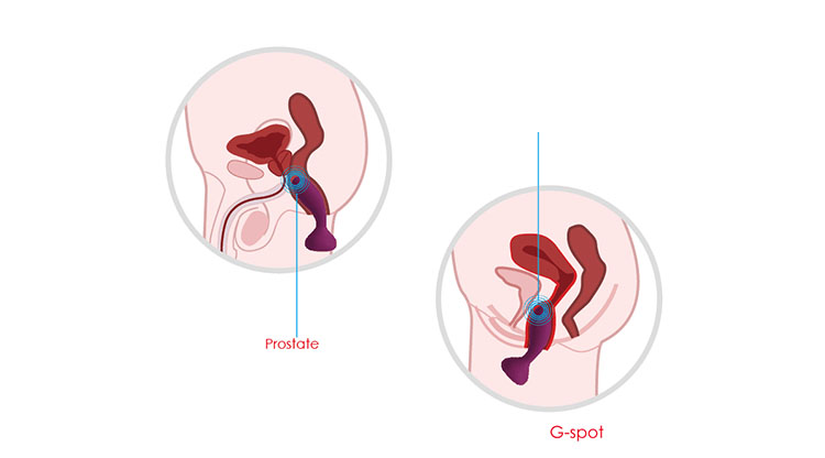 Máy massage điểm G hậu môn Svakom Julie silicone cao cấp